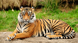 Каталог Тигровый зоопарк из Витебска и любой точки мира. Продажа туров по низким ценам в Витебске и Беларуси